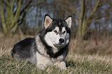 ALASKAN MALAMUTE 765